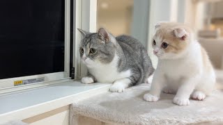 初めて野良猫のケンカを見てしまった子猫がまさかのこうなっちゃいました…【もちまる日記】