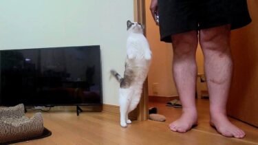 決して芸猫ではないペポ🐈が自然と伸び上がるようになった【CuteWoo】