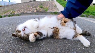 河川敷にいた猫ちゃん、ナデナデするとゴロンと横になってカワイイ【感動猫動画】