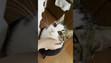 何か狙ってる猫【ひのき猫】