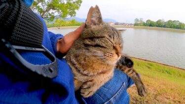 池の畔の芝生に座ると猫がモフられにやってきた【感動猫動画】