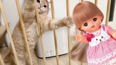 猫が娘を号泣させてしまった件…【まんまる猫】つむチャンネル。