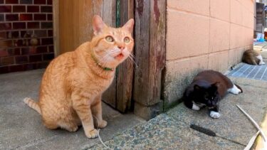 漁港の街の路地裏で出会った茶トラ猫、撫でると喜んでベロを戻し忘れる【感動猫動画】