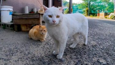 路上でノンビリとした猫の集会に恐い先輩が乱入【感動猫動画】