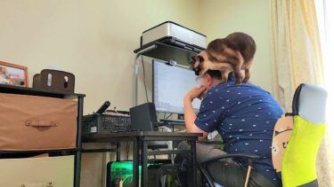 椅子に座る度にこうなるシャム猫が乗り込んでくる過程が可愛い😹【CuteWoo】