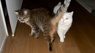 突然の停電が怖くて猫が鳴いていました…。【ポムさんとしまちゃん / ねこべや】