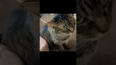 凶暴猫の艶々の毛並みを勝手に触った結果…【てん動画】