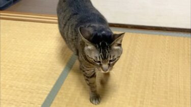 空腹状態の凶暴猫がいきなり近づいてきて殺されかけた…【てん動画】