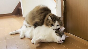 お母さんの言うことを聞きたくない年頃の猫【ひのき猫】