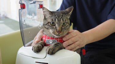 とんでもない場所ですごい声量で鳴く猫ガーちゃん☆一年ぶりにやって来た懐かしの場所☆目薬から逃げようとするポーズが可愛すぎるｗ　【リキちゃんねる　猫動画】 キジトラ 猫のいる暮らし