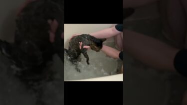 入浴中に完璧な日本語を話す猫…【てん動画】