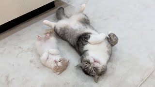 初めてお互いに心を開き合った兄弟猫がまさかのこうなってました…【もちまる日記】