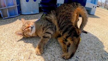 漁協の前にいたキジトラ猫ちゃん、足元に擦り寄ってきてカワイイ【感動猫動画】