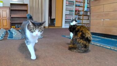 猫旅館で一階ロビーに行くと猫が次々とモフられにきて楽しい【感動猫動画】