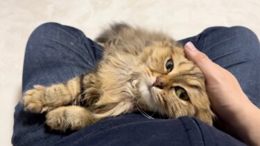 猫が液体化するとこうなります【ちょりちゃみチャンネル】