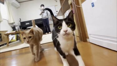 お母さんの喜ぶツボを心得ている猫【ひのき猫】