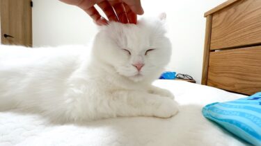 寝込んでいたら心配性の猫が寄り添ってくれました。【ポムさんとしまちゃん / ねこべや】