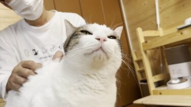 ブラッシング嫌いな猫が大人しくブラシさせてくれました【ひのき猫】