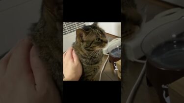 凶暴猫になんでそんなに可愛んですか？と聞いた結果…【てん動画】