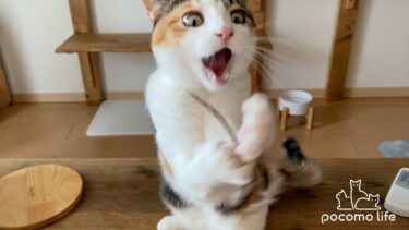 雑草で遊ぶのが楽しくてわちゃわちゃしちゃう猫が可愛いｗ【ぽてとチャンネル】