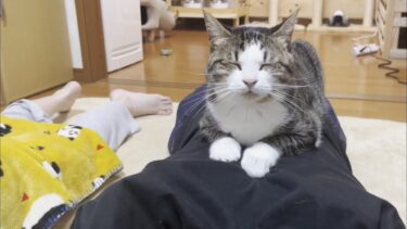 眠っている娘の背中の上では寛がない猫【ひのき猫】