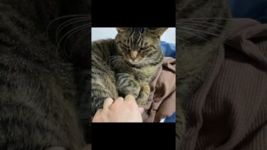 凶暴猫から嫁の洋服を奪おうとした結果…【てん動画】