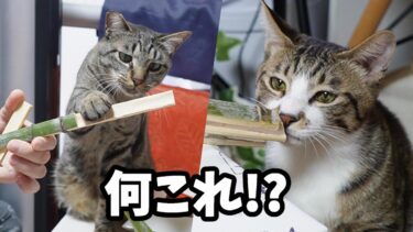 竹の棒で作った鉄砲を二匹の猫に見せた時のそれぞれの反応が可愛い【リキちゃんねる　猫動画】 キジトラ 猫のいる暮らし