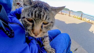 猫島で道路脇にいた猫が何か話し掛けてきたので撫でると膝の上に乗ってきた【感動猫動画】