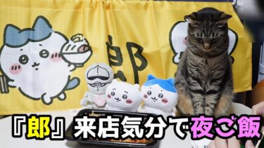 『郎』来店気分でおうちごはん☆いらんいらんの刑＆クレクレパンチを繰り出す猫ガーちゃん～『ほっともっと』しらす弁当＆BIGのり弁～　【猫のいる暮らし・ちいかわ】