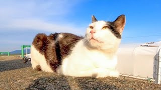 腰トントンされて思わず声を出す野良猫がカワイイ【感動猫動画】