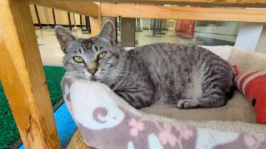 連休最終日は雨でロープウェイ乗り場の猫駅長も寝ています「暇だニャん」【感動猫動画】