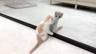 生まれて初めて鏡を見た子猫の反応が100点すぎましたwww【もちまる日記】