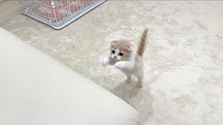 ジャンプが下手で何回跳んでもソファーに届かない子猫がかわいすぎた笑【もちまる日記】