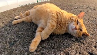 防波堤の上の茶トラ猫が腰トントンされにきた【感動猫動画】