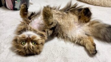 暑がってる猫たちにエアコンをつけたら快適すぎてこうなりましたw【ちょりちゃみチャンネル】