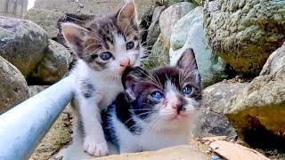 耳に噛み付く子猫の兄弟がかわい過ぎる【感動猫動画】