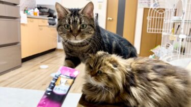 猫たちにこたつの片付けを拒否されたのでおやつで釣ったらこうなりましたw【ちょりちゃみチャンネル】