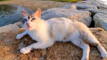 防波堤の岩場から猫がモフられに出てきた【感動猫動画】