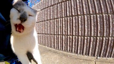 最初は逃げようとしたが撫でると足元に擦り寄ってくる野良猫がかわい過ぎる【感動猫動画】