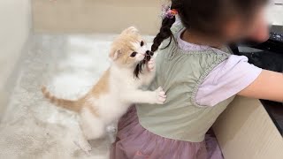 テレビに夢中な女の子に無視された子猫がこうなっちゃいました…【もちまる日記】