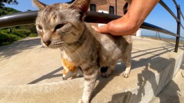 三毛猫を撫でようとすると他の猫が割り込んできた【感動猫動画】