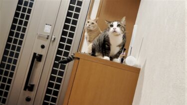 朝帰りのお父さんを全員で無視する猫【ひのき猫】