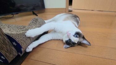急に気合を入れて爪とぎを始めたペポ猫の気迫が凄すぎた🐾【CuteWoo】