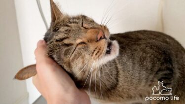 おしゃべりな猫こぱん君の超絶甘えんぼモードが可愛すぎました！笑【ぽてとチャンネル】