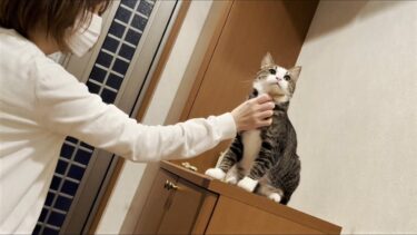 「健気に待っていました」を装う、あざとい猫【ひのき猫】