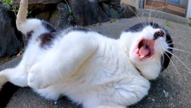 奥にいる猫を威嚇しながらもゆっくりゴロンゴロン転がるハチワレ猫【感動猫動画】