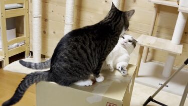 これだけボコられたらさすがに心が折れた猫【ひのき猫】