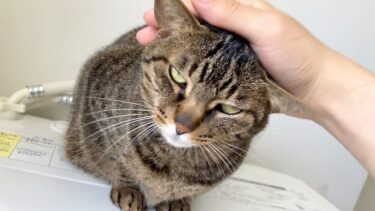洗濯機の上にいる凶暴猫を触っていたら悲劇が起きました…【てん動画】