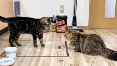 先輩猫にガンを飛ばして喧嘩を売る後輩猫【ちょりちゃみチャンネル】