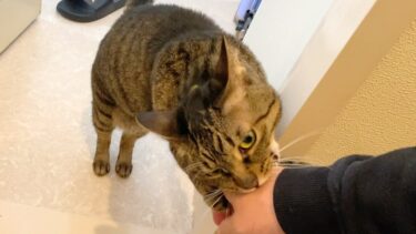 凶暴すぎる猫に腕の骨を折られました…【てん動画】